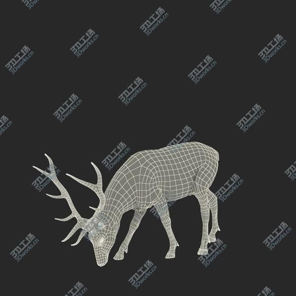 images/goods_img/20210312/Elk Rigged for Cinema 4D/4.jpg